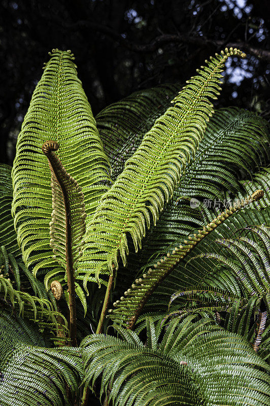 羊齿蕨(Sadleria cyatheoides)是一种蕨类植物，俗称毛蕨(ʻAmaʻu)。它是夏威夷特有的，居住在所有主要岛屿的熔岩流、开阔地区和潮湿的森林中。夏威夷火山国家公园，夏威夷，大